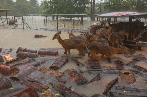BANJIR DI KANDANG RUSA