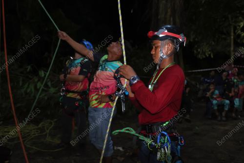 NIGHT ON TREE