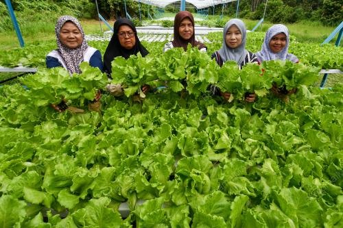 MELOR_SALAD