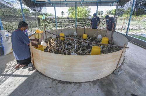 PROJEK TERNAKAN AYAM KAMPUNG KACUK