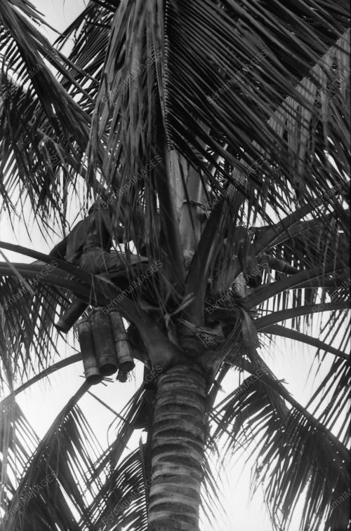 NIRA KELAPA