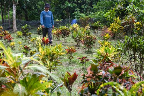 POKOK PUDING