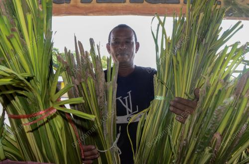 DAUN PALAS
