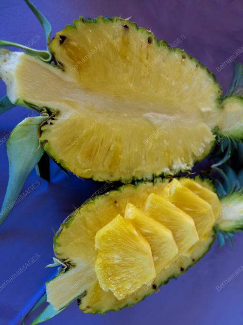 NANAS_MD2