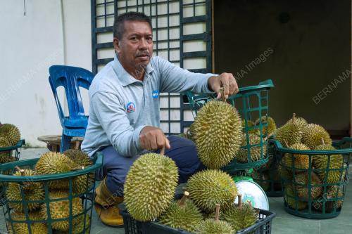 DURIAN TOK LITOK