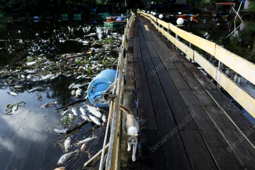 IKAN_LAGUNA