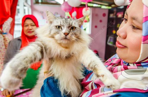 KB06_10052017_CELLY_CAT_HOUSE