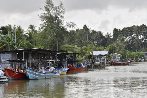 PERAHU KOLEK MUSIM BOH