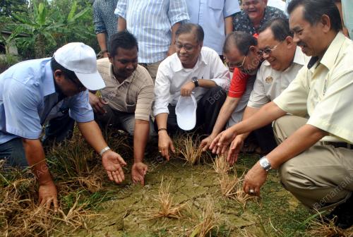 KB06_13022012_SAWAH_KONTANG