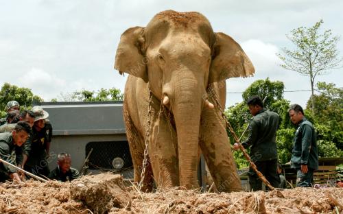 KB06_13042017_GAJAH