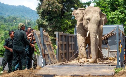 KB06_14072016_GAJAH