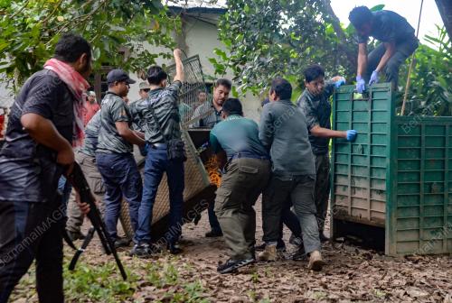 BERUANG MATAHARI MASUK PERANGKAP