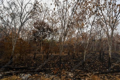 KEBAKARAN HUTAN