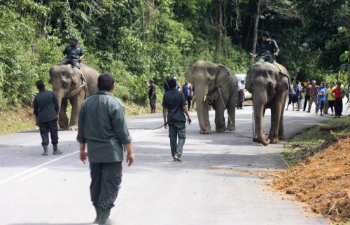 KB06_17012018_PINDAH_GAJAH