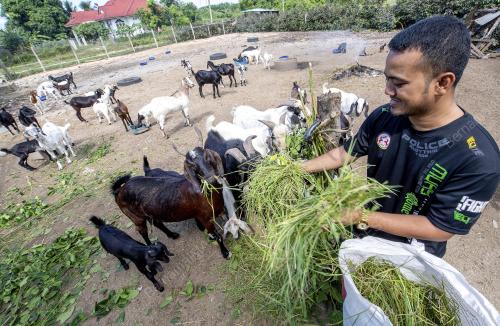 TERNAK KAMBING BOER