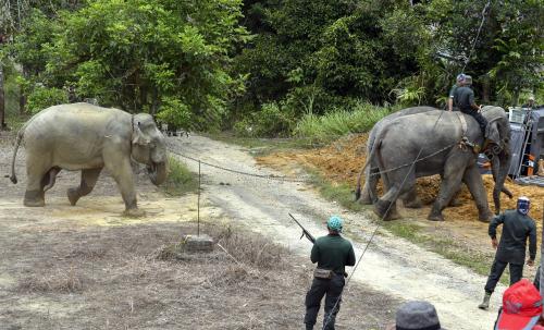 OPERASI PINDAH GAJAH