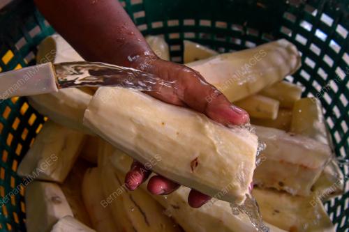 TEPUNG UBI KAYU