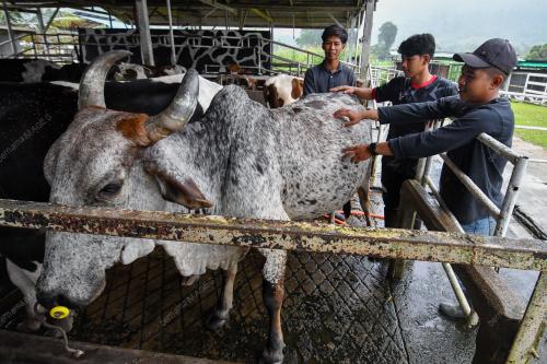 KB06_20012026_SUSU_LEMBU