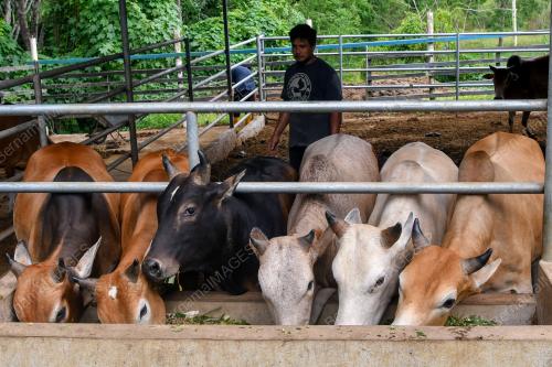 LEMBU KORBAN