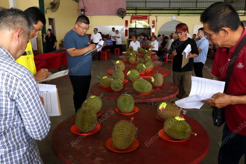 PERTANDINGAN MUSANG KING
