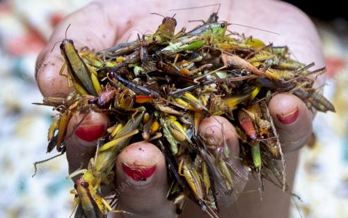 BELALANG GORENG