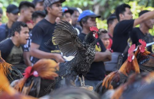 KB06_23032019_AYAM_BN201903193857