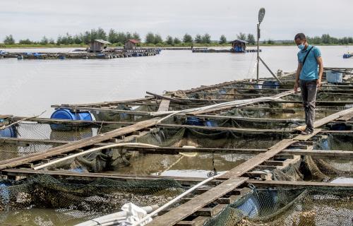 IKAN_MATI