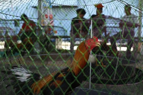 PERTANDINGAN RATU AYAM PERINGAT NASIONAL