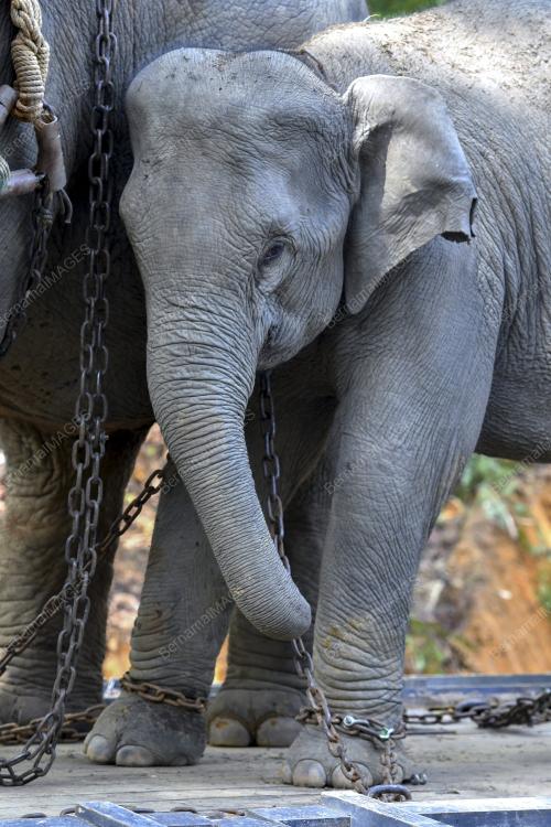 OPERASI PINDAH GAJAH