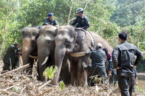 KB06_26042016_PINDAH_GAJAH