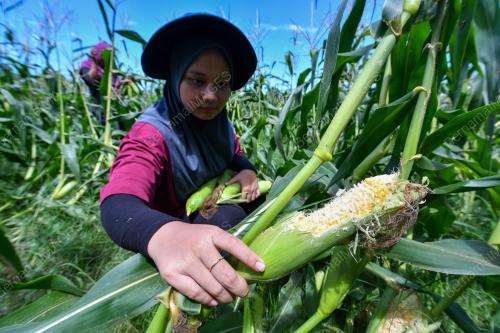 TANAMAN JAGUNG
