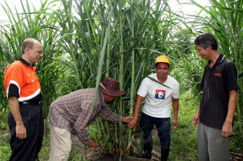 RUMPUT NAPIER