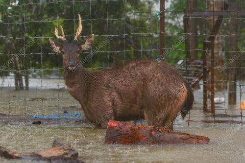 BANJIR DI KANDANG RUSA