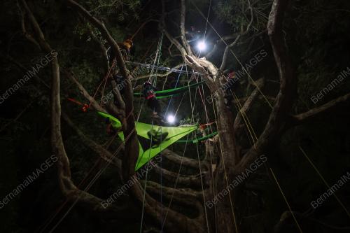 NIGHT ON TREE