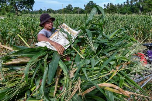 TANAMAN JAGUNG