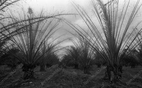 KB07_02032015_LADANG_SAWIT