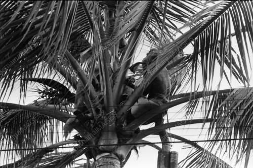 NIRA KELAPA