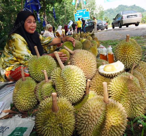 DURIAN MANIK URAI