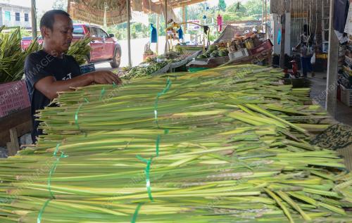 DAUN PALAS