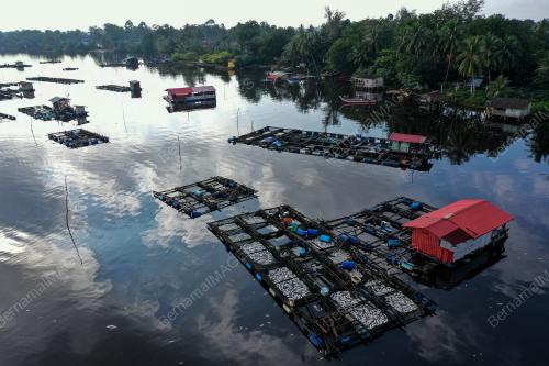 IKAN_LAGUNA