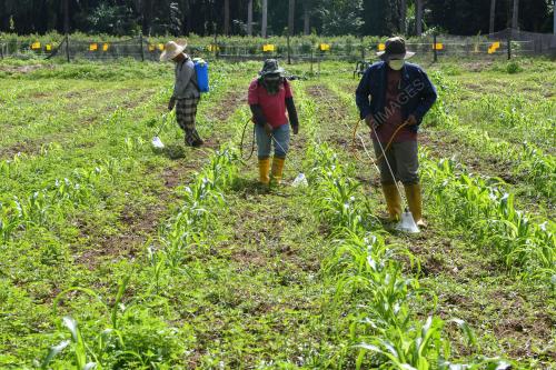 TANAMAN JAGUNG