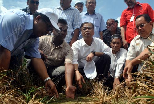 KB07_13022012_SAWAH_KONTANG