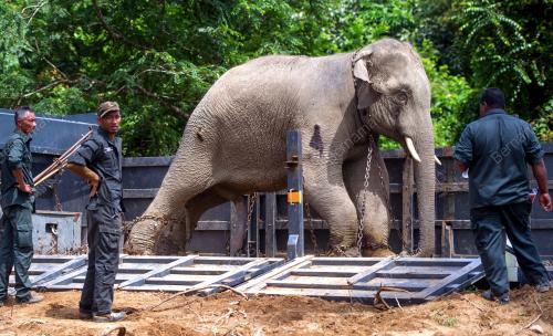 KB07_14072016_GAJAH