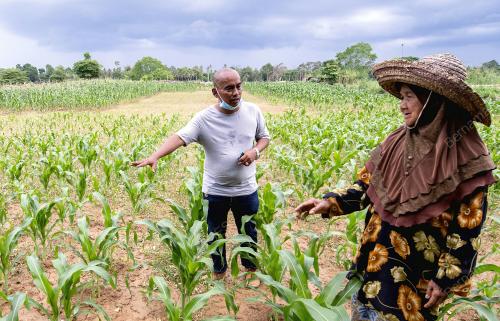 PROJEK JAGUNG SUSU