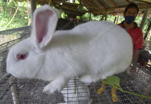 PENTERNAK ARNAB