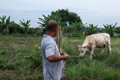 LEMBU TERNAKAN KORBAN