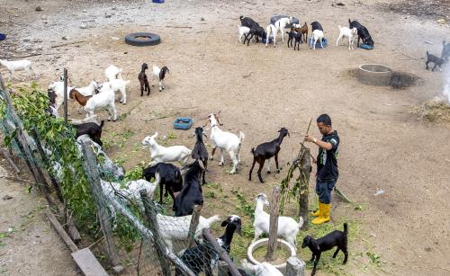TERNAK KAMBING BOER