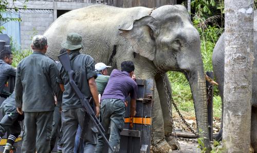 OPERASI PINDAH GAJAH