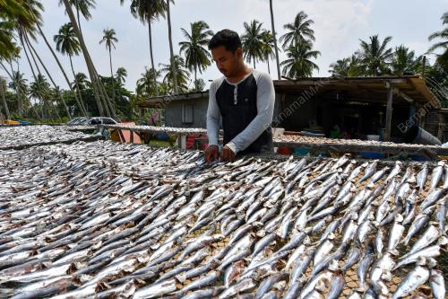 PENGUSAHA IKAN KERING