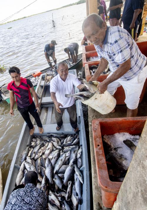 IKAN_LELONG
